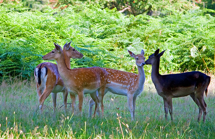deer, fallow deer, herd, group, close-up, beautiful, animal