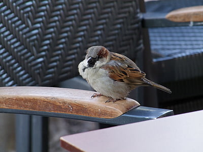 Sparrow, pták, Sperling, Vrabec domácí, ptáci, zvířata, město