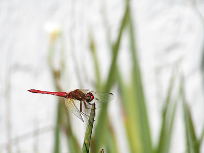 dragonfly, nature, insects, flying insect, red, leaf, wings