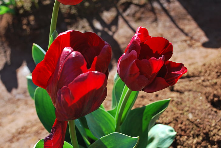 Tulipán, květ, barevné, jaro, květinové, světlé, barevné