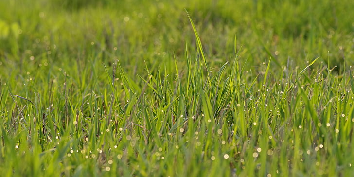 rumput, padang rumput, Rosa, pagi, hijau, bidang, musim semi