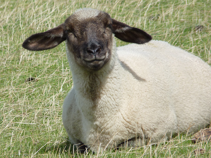 pecore, lana, animale, vista, animale del gregge