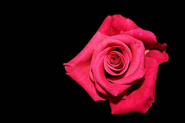steg, rød, sort baggrund, Rosen blomstrer, røde rose