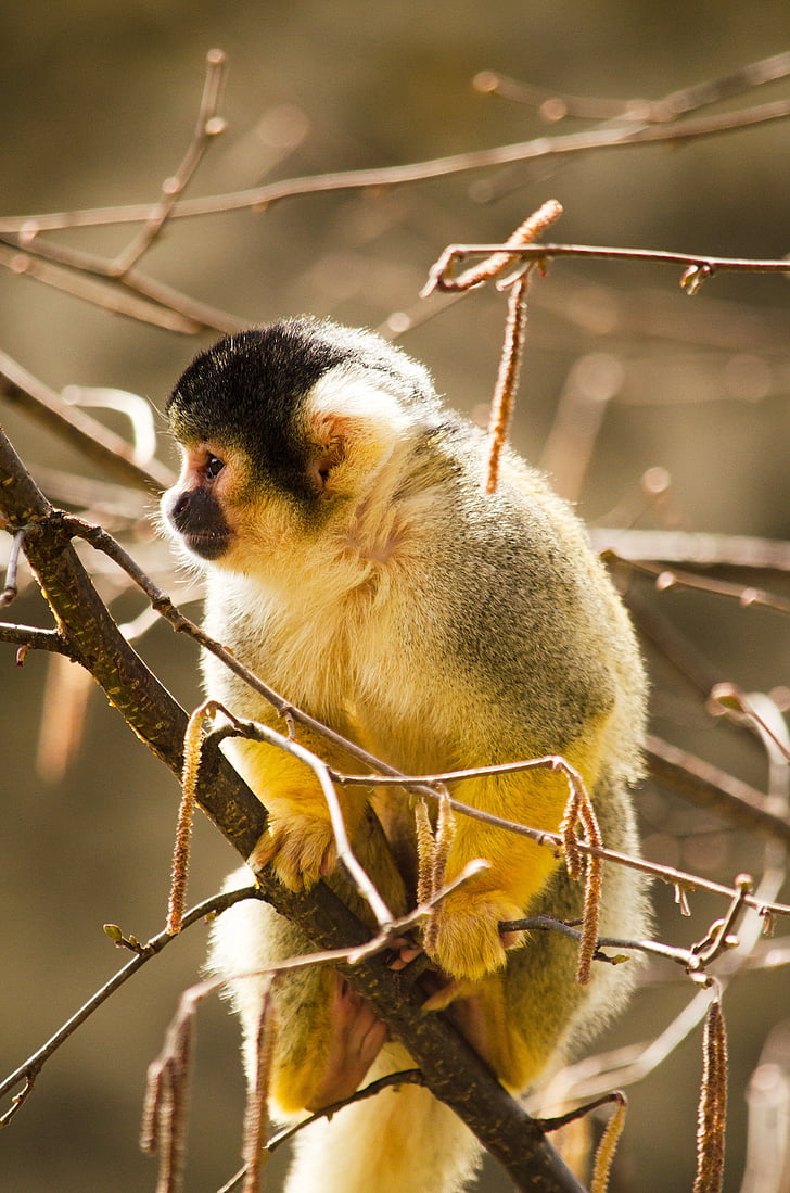 squirrel monkey, monkey, primate, zoo, äffchen