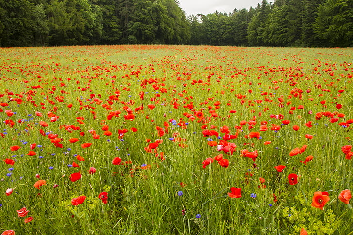 Rosella, camp de roselles, Prat, vermell, Rosella vermella, florent mohnfeld, natura