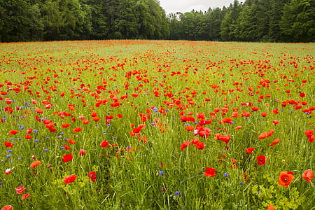 Poppy, bidang poppies, padang rumput, merah, poppy merah, mohnfeld berkembang, alam