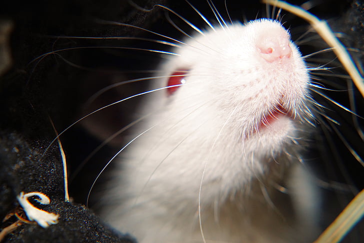 Rat, biela, samica, laboratórium, hlavu nos, korisť