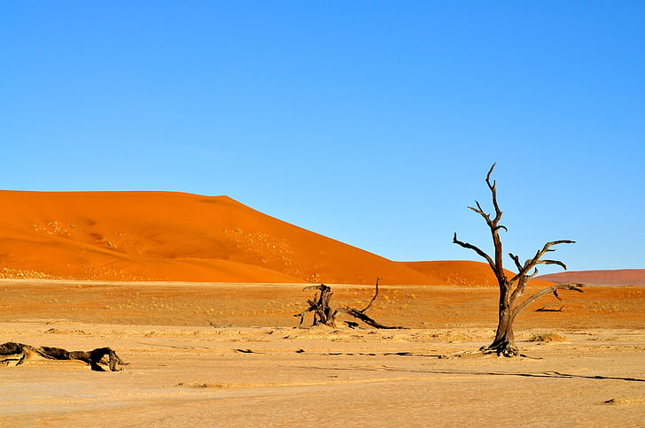 puščava, narave, Namibija, živali v naravi, živali prosto živeče živali, suša, jasno nebo