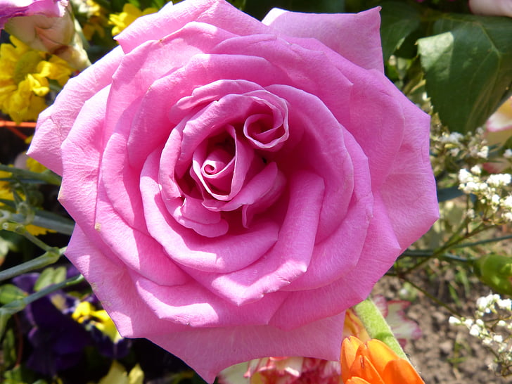 Rose, macro, fermer, Blossom, Bloom, nature, fleur