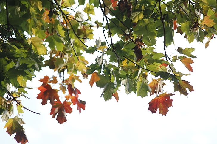 lapai, Gamta, šviesos, rudenį, medis, sezono metu, spalva