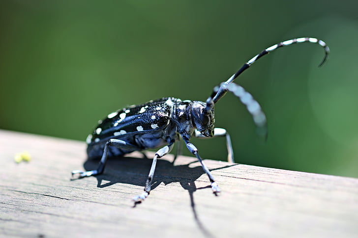 alrak long - sarviline beetle, bug, putukad, loodus, mägi, Makro, roheline