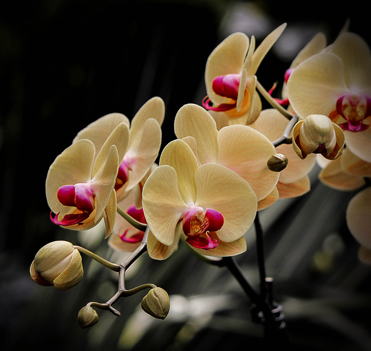 phalaenopsis, flowers, yellow, cream, buds, blossom, bloom