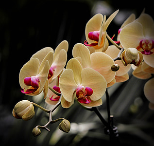 Phalaenopsis, kvety, žltá, krém, poháriky, kvet, kvet