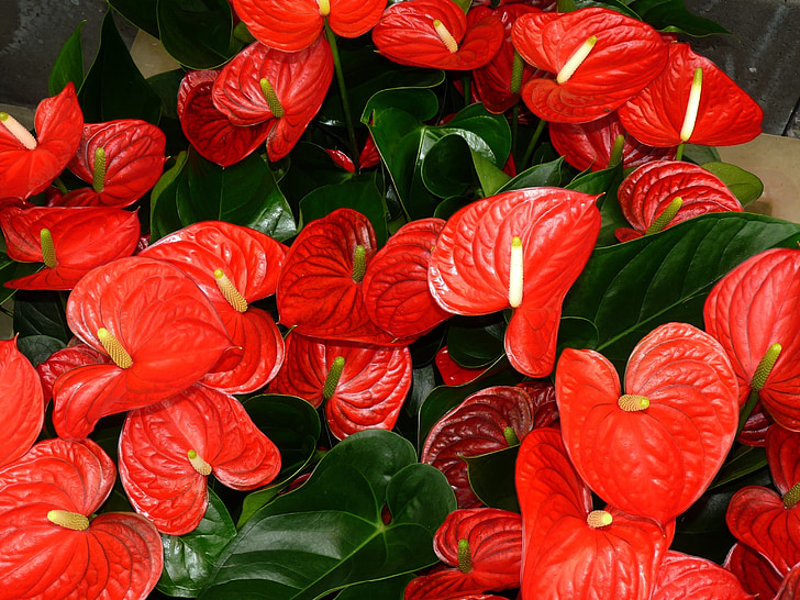 antúrio, folha, flor de Flamingo, planta, aronstabgewaechs, Araceae, antúrio Anthurium