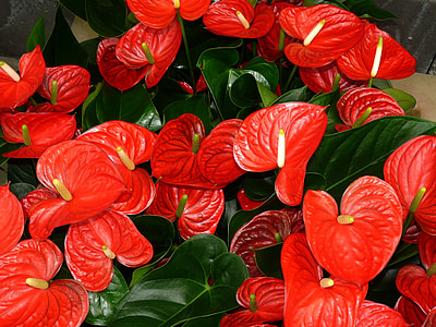Anturis, lapų, Flamingo gėlė, augalų, aronstabgewaechs, Araceae, Anturis andraeanum