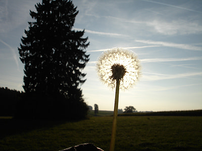 dandelion, back light, flower, nature, sun