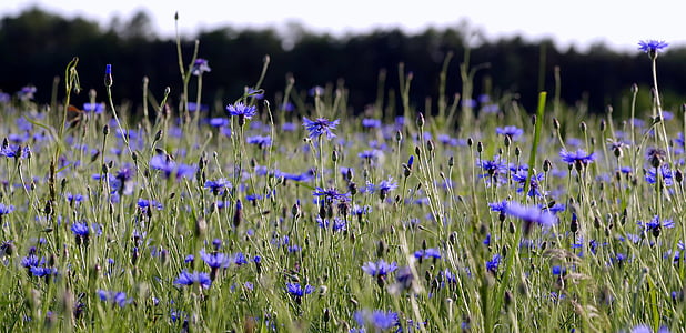 blåklint, blommor, djuren på fältet, äng, blå, naturen, byn