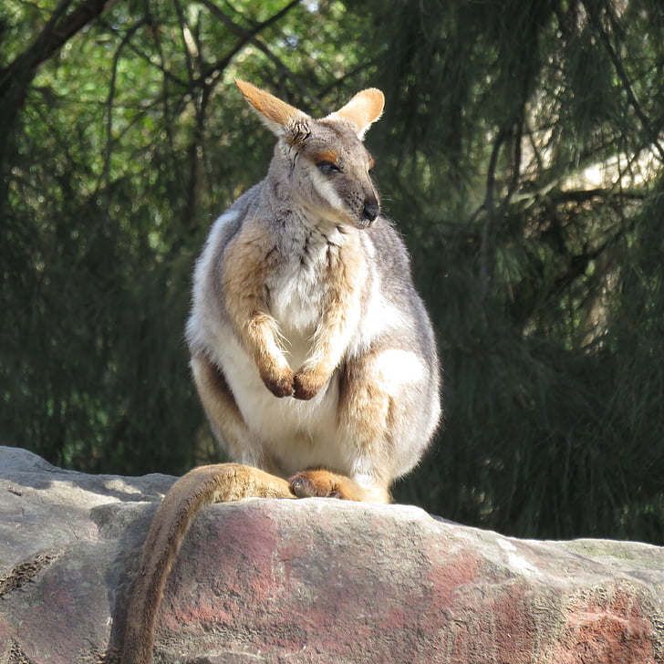 Rock Kengura, vačkovca, Klokan, Kengura, Austrália, zviera, voľne žijúcich živočíchov