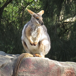 rock wallaby, marsupial, kangaroo, wallaby, australia, animal, wildlife