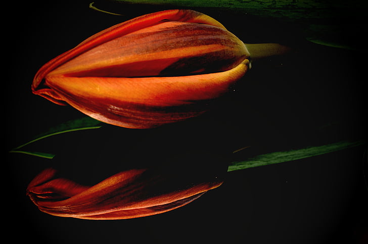 Orange, Tulip, blomma, naturen, kronblad