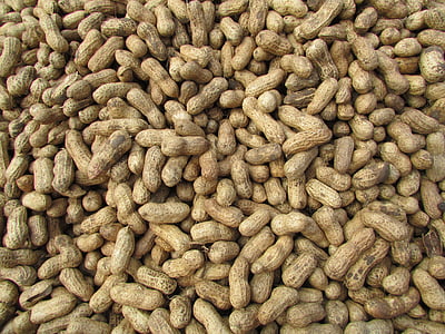 Арахис, земляные орехи, Бангалор, Индия