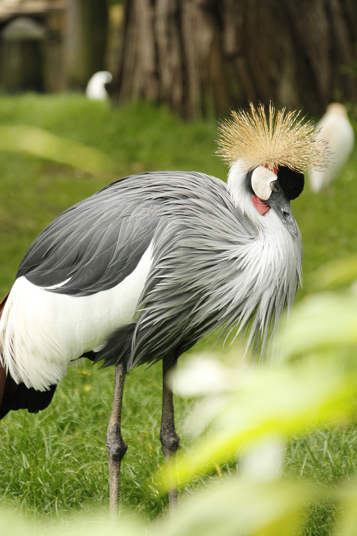 crowned crane, crane, bird, zoo, wildlife, animal, nature