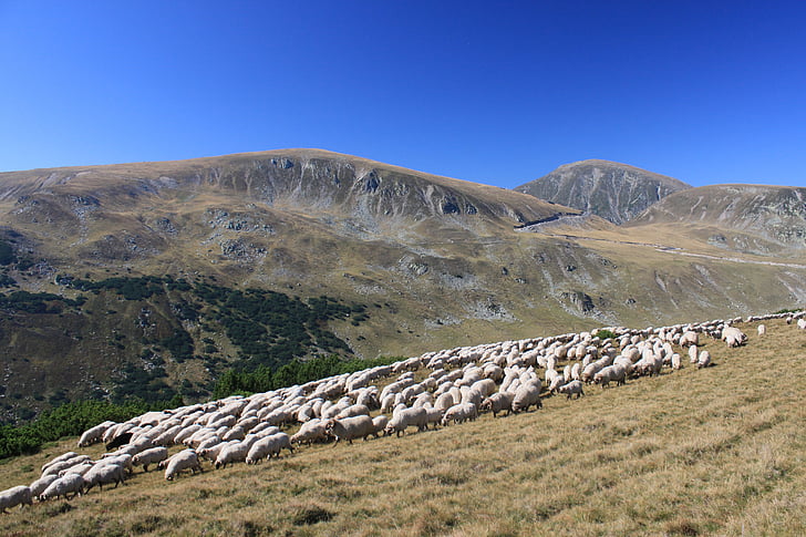 flock, grazing, lambs, mountain, romania, sheep, animals