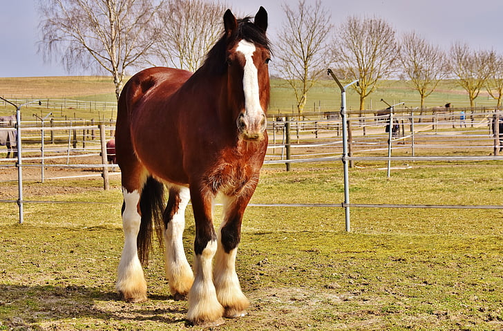 Shire horse, cheval, couplage, photographie de la faune, Reitstall, monde animal, Meadow