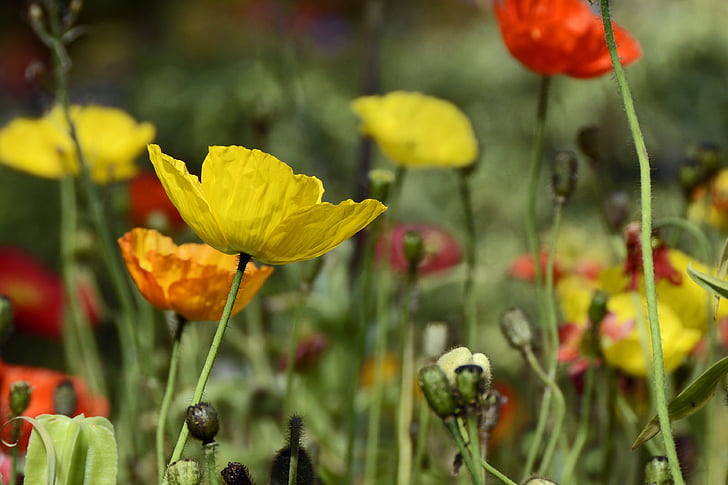 klatschmohn, bunga, Poppy, kuning, merah, Orange, bunga opium