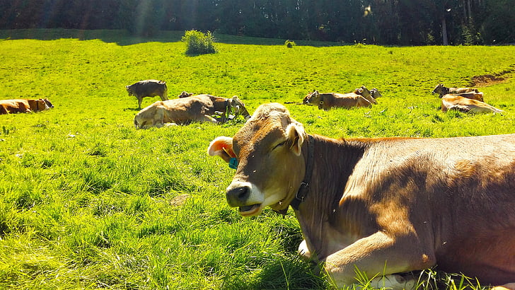 animaux, Bavière, vache, animaux de la ferme