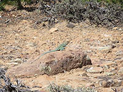 colorado, lizard, desert, wildlife