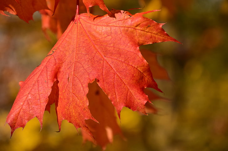 leaf, maple, autumn, red, maple leaf, color, colorful