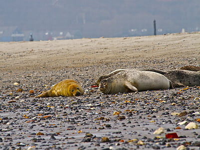 seal, bull, grey, wildlife, mammal, dune, beach