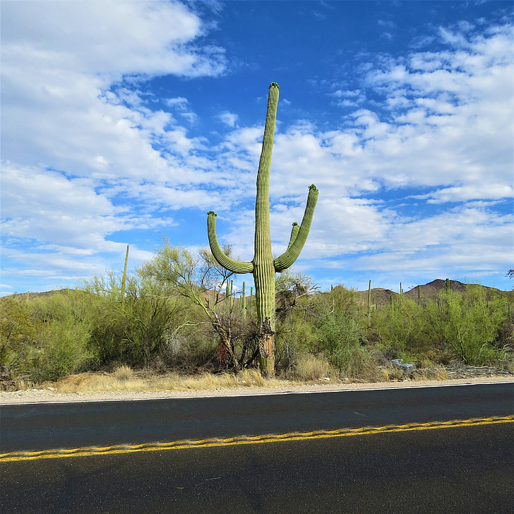 cactus, arizona, saguaro, landscape, sky, desert, nature
