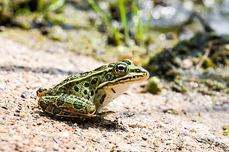 leopard frog, portrait, green, spots, wildlife, nature, amphibian