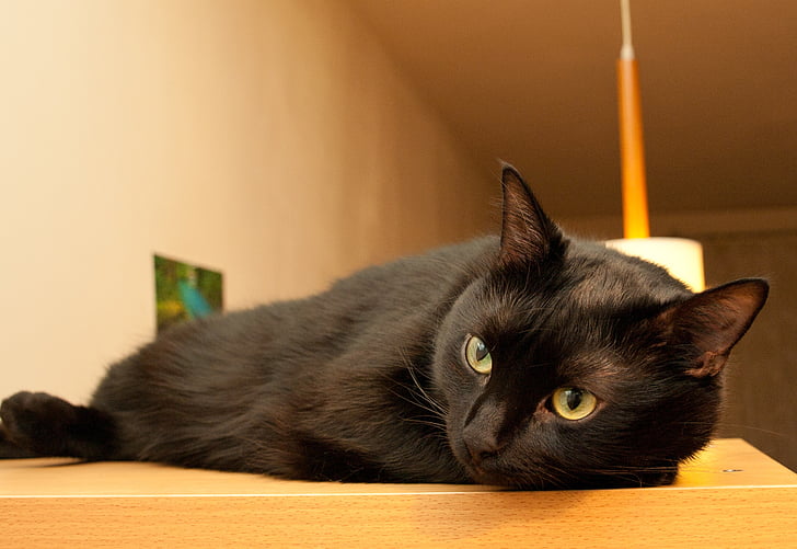 mačka, črna, leži