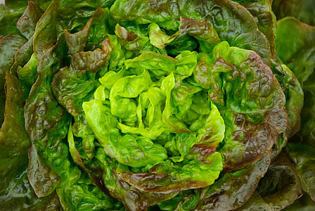 salad, lettuce, green, vegetable