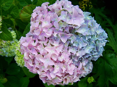 hortensia, en blålig lilla blomst, sommer blomsterhave