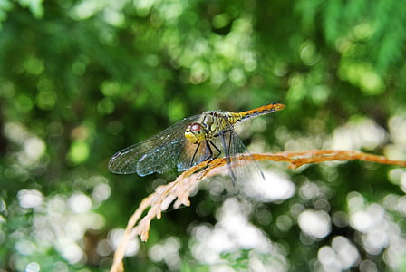 ważka, insect, sprig, branch, dragonfly, nature, animal