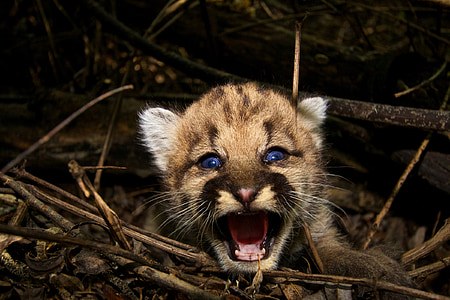 beba Puma, planinski lav, Puma, biljni i životinjski svijet, priroda, Grabežljivac, mesojed