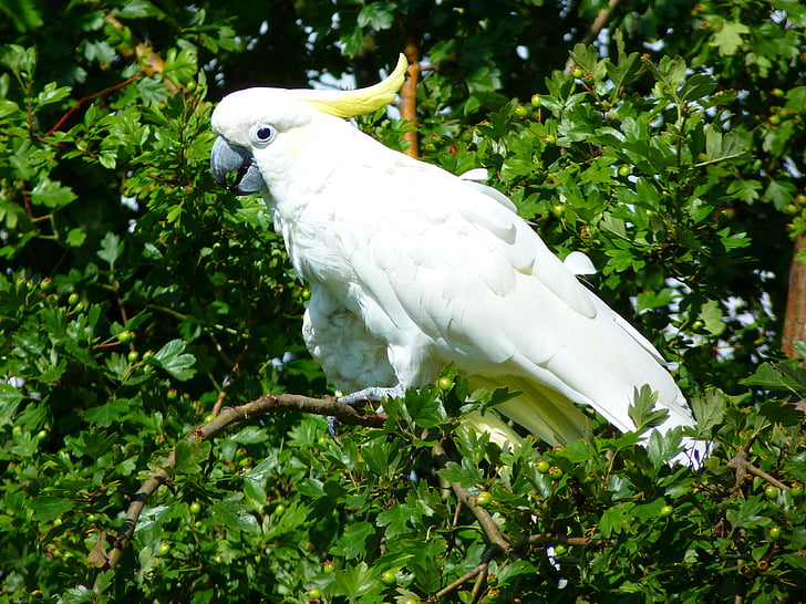 cockatoo, bird, animal, white, parrot, nature, beak