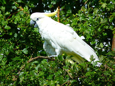 Cockatoo, oiseau, animal, blanc, perroquet, nature, bec