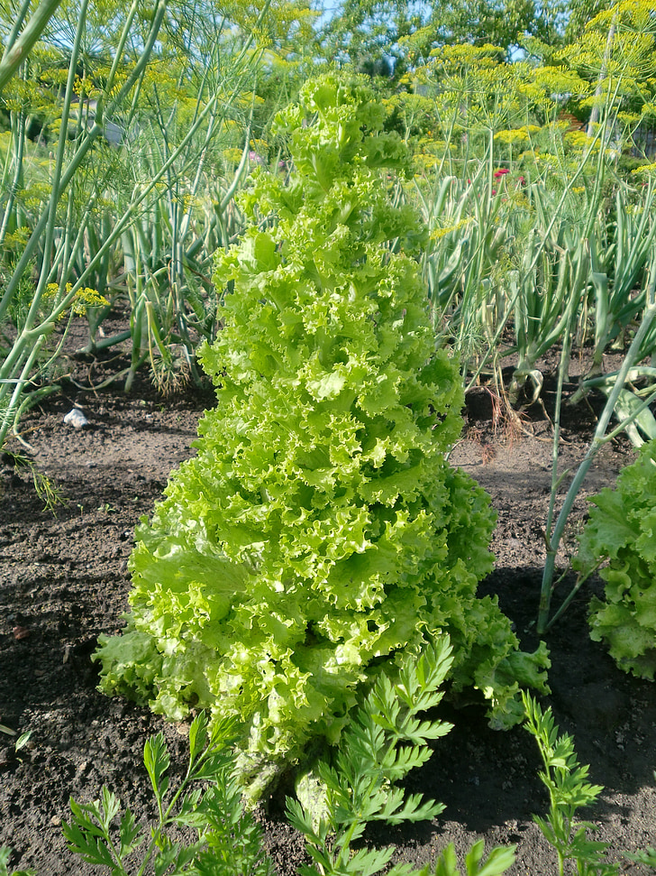 Salad, màu xanh lá cây, giường, Frisch, Sân vườn, thực vật, thực phẩm