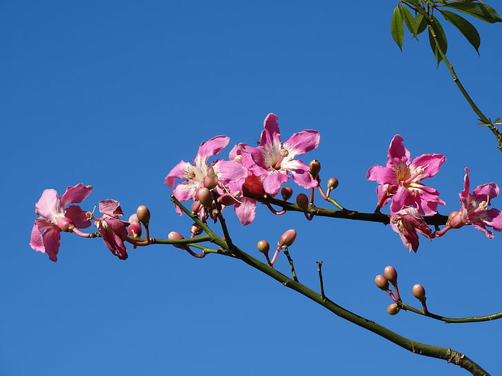 ดอกไม้สีชมพู, ดอกไม้กุหลาบ, ดอกไม้สีชมพู, สีชมพู, ดอกไม้, paineira สีชมพู, ฤดูใบไม้ผลิ