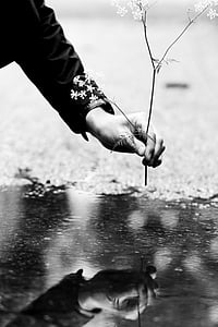 flower, hand, contrast, water, mud puddle, reflection, nature