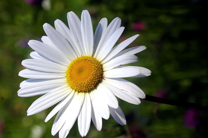 Daisy, blomma, vit, makro, Blossom, kronblad, blommig
