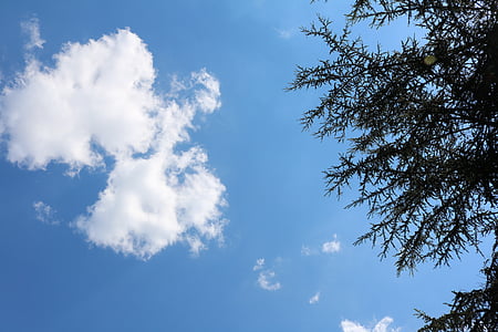 Sky, bleu, nuages, été, chaud, arbre, nature