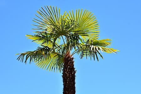 Palm, sommar, helgdagar, sommarkänsla, Holiday, Sky, stranden