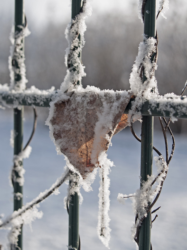 winter, frost, leaf, fence, plants