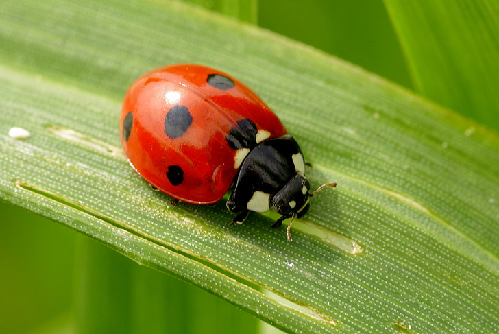 Mariquita, insecte, vermell, punts, negre, fulla, herba